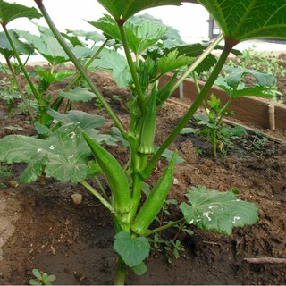 HẠT ĐẬU BẮP - CÀ BẮP - GÓI 18 GRAM