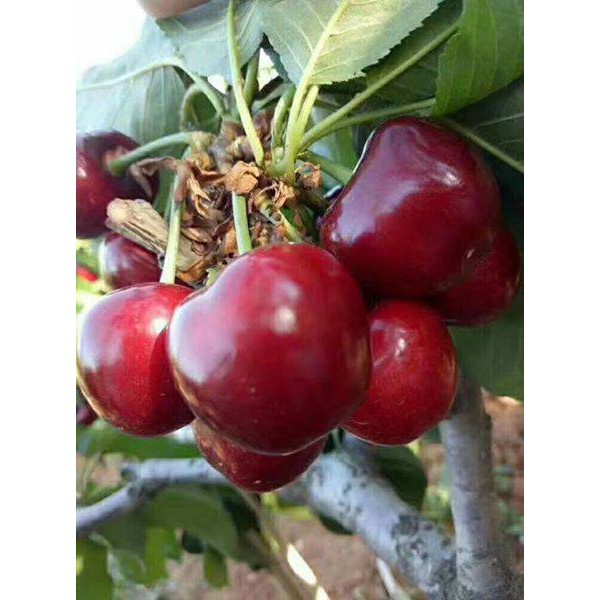 Cây Cherry Brazil Cao 40-50cm( ảnh thật)