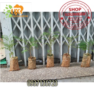 Combo 5 cây phượng tím cây giống