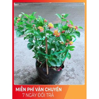Hoa Ngũ Sắc (có sẵn hoa)