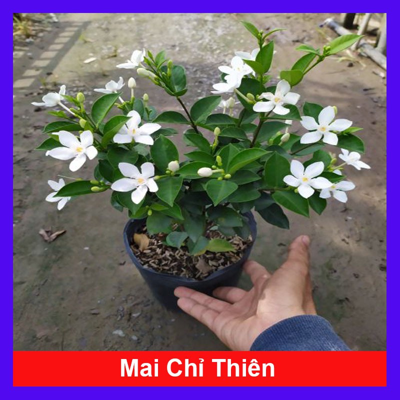 Mai Chỉ Thiên - Cây cảnh trong nhà + Tặng phân bón cho cây mau lớn