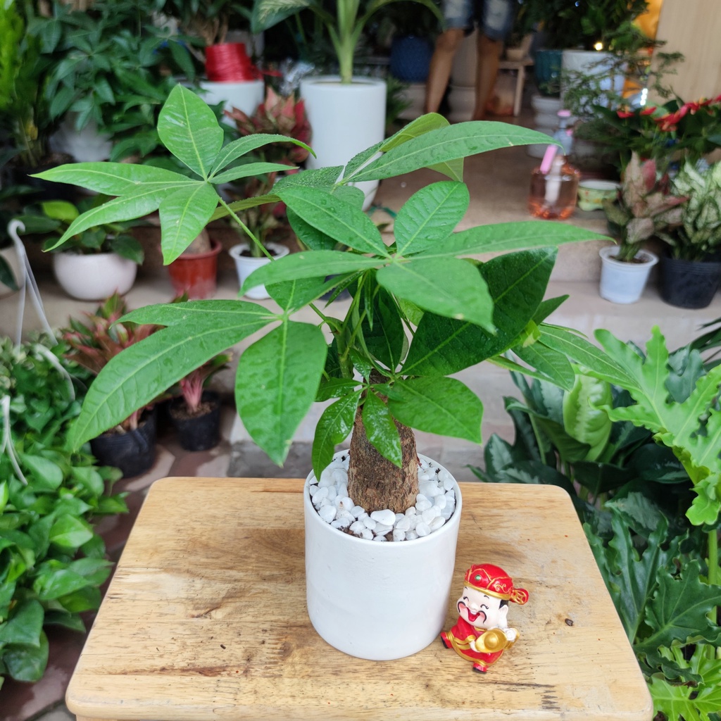 COMBO 3 CÂY , cây kim tiền ,cây vạn lộc đỏ , cây kim ngân để bàn chậu sứ trắng cực sinh