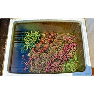 Đất Nền Trộn Thuỷ Sinh NTX 25k/1kg - Nghiện Thùng Xốp