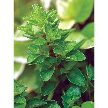 20g kinh giới ngọt - Marjoram (nấu các món súp, thịt nướng, hải sản, rau củ salad,...)