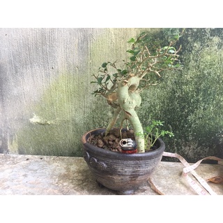 cây duối mini 4 năm tuổi( ảnh thật của cây)