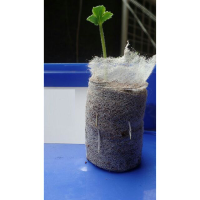 10 hạt hoa hồng mao lương - HỒNG RI BA TƯ