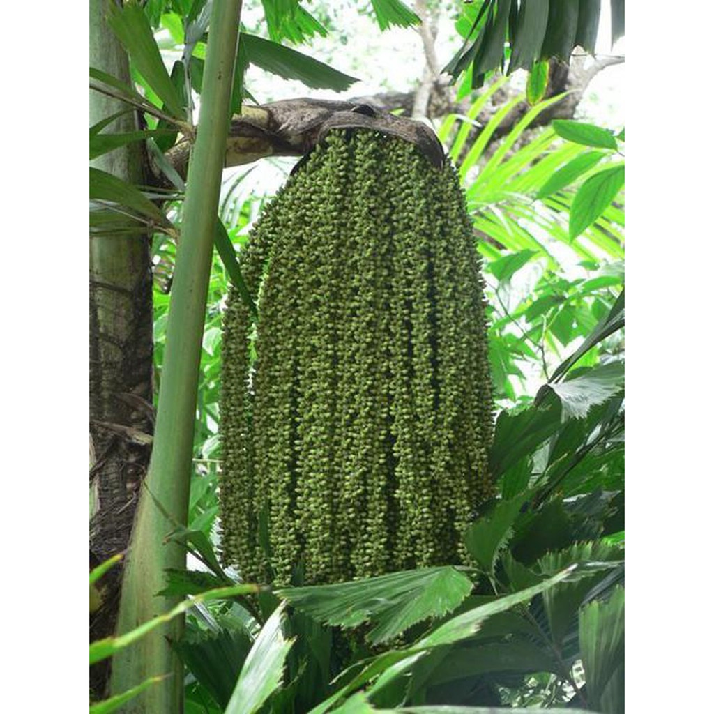 Cây đủng đỉnh - cây con giống