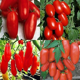 Hạt giống cà chua chuối quả đỏ 30 hạt (TẶNG gói kích thích hỗ trợ hạt nảy mầm)
