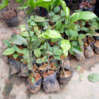 Cây dổi giống