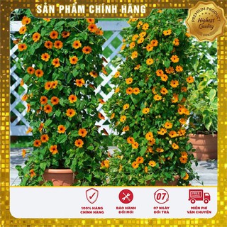 Hạt giống hoa dây leo ánh dương nhiều màu