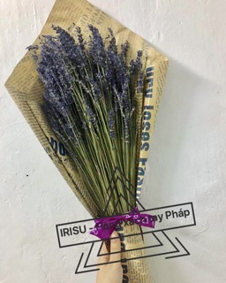 Hoa Oải Hương Lavende - Pháp