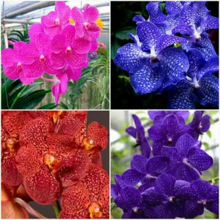 Vanda thái cây giống