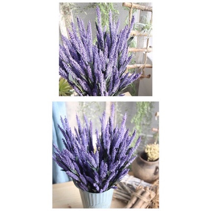 Cành hoa Lavender -oải hương siêu đẹp