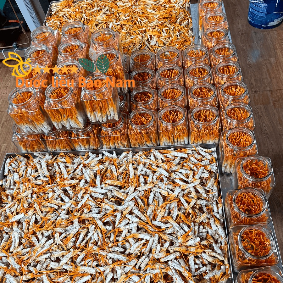 Đông Trùng Hạ Thảo Nhộng nguyên con sấy thăng hoa hàng Huy Cương 100% 22k/con, hộp 20-40 con