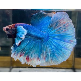Betta Siêu Phẩm 1 em trống Size To.Tặng Thức ăn