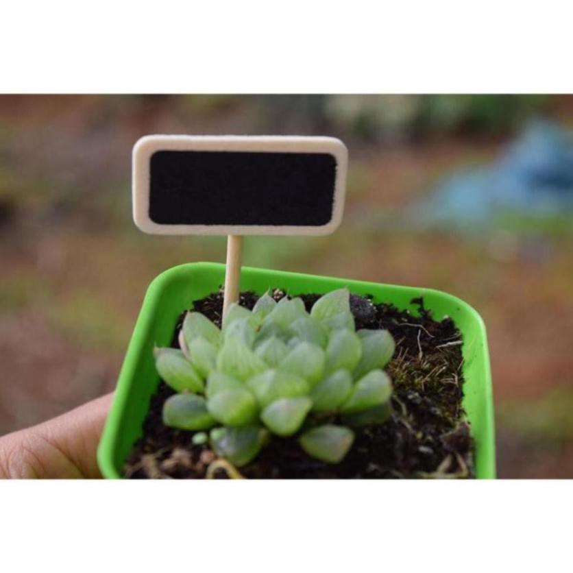 Bảng tên đen trang trí tiểu cảnh, thủy sinh, terrarium, chậu cây cảnh, sen đá, bánh kem, xương rồng, cẩm nhung