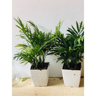 Cây cau tiểu trâm mini (Ảnh thật số 2)..