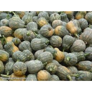 Giống hạt Bí Đỏ Hạt Đậu RADO 35
