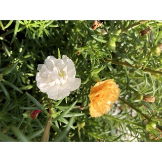 Hoa mười giờ cánh kép (1 cành)