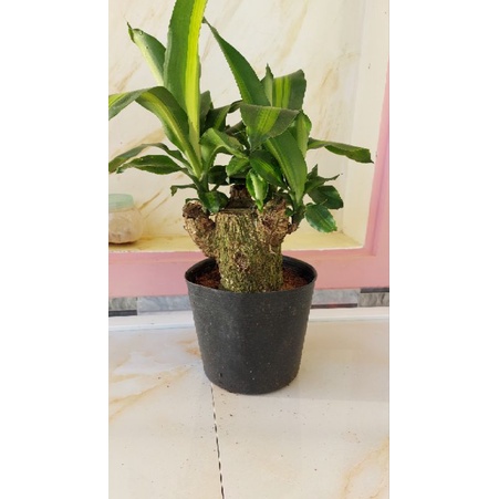 Thiết mộc lan để bàn phong thủy _ mang tài lộc đến