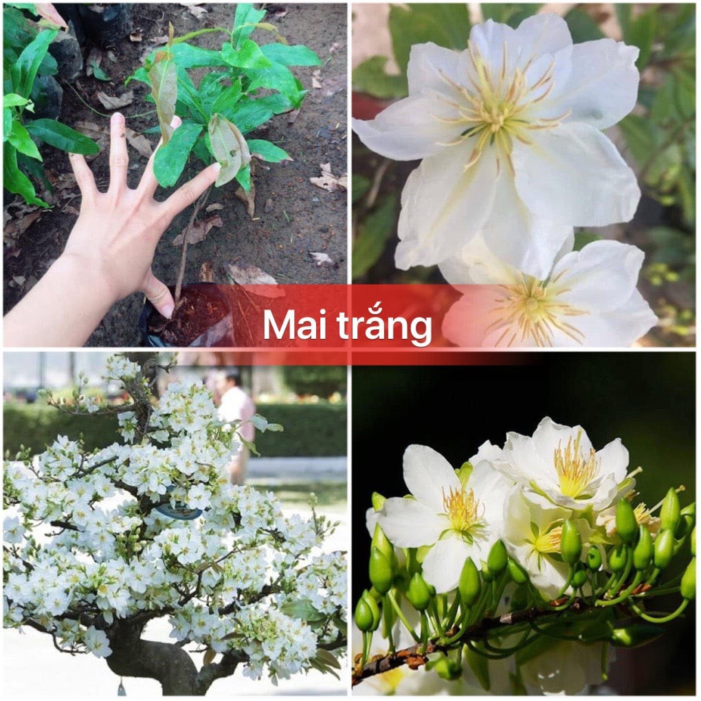 Combo 2 cây giống hoa mai ( được chọn màu)