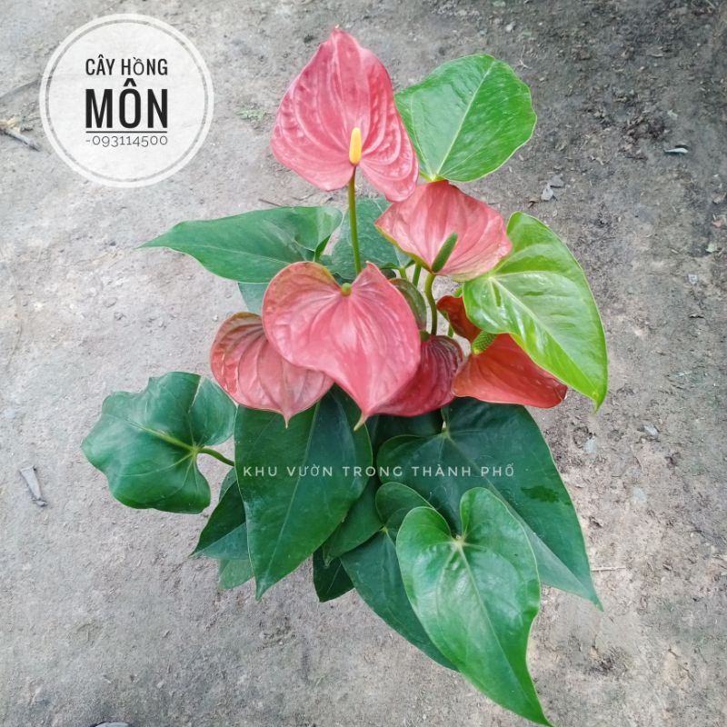 Cây hồng môn trồng nội thất