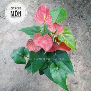 Cây hồng môn trồng nội thất