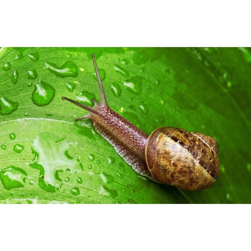 Bả ốc Sên mồi ốc Sên Slug Snail Bait  chuyên trừ ốc sên ốc nhớt