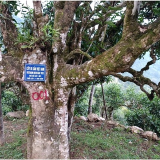 Chè San Tuyết Hoàng Su Phì - Hà Giang