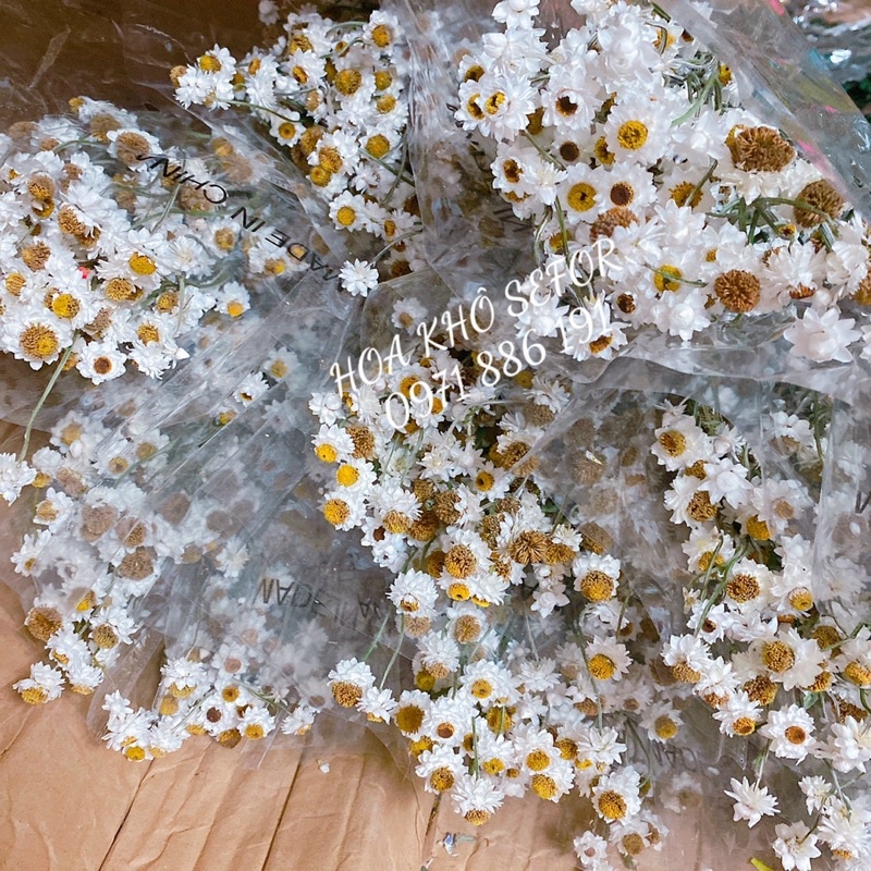 Cúc Ammobium decor không gian nhà cửa ❤️FREESHIP❤️ Hoa khô Cúc Ammobium trang trí phòng ngủ, đám cưới retro vintage