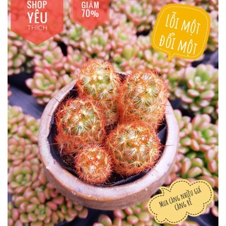 Xương rồng móc câu lỗi size 5cm-8cm