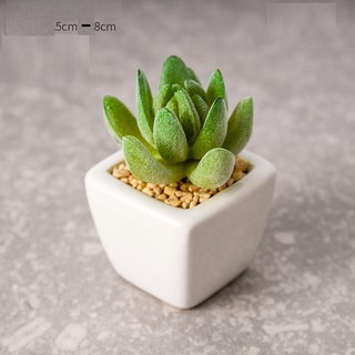 Chậu sen đá xương rồng mini