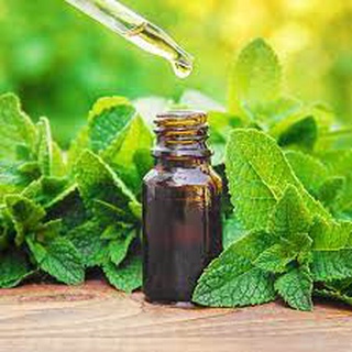 - tinh dầu bạc hà - nguyên chất - không độn hương liệu