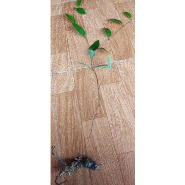 Cây khúc khắc tươi làm giống có cả lá