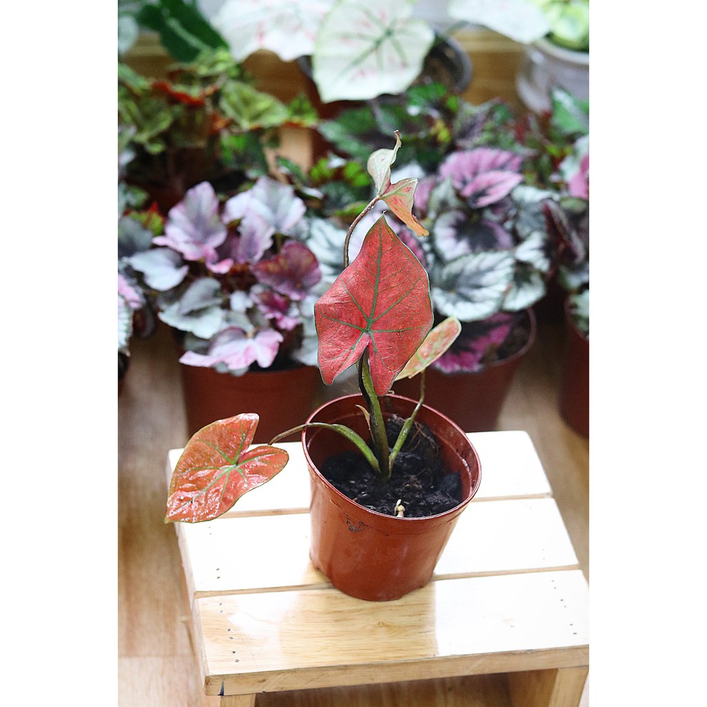 Chậu cây Caladium Danasty - Môn Đỏ Gân Xanh