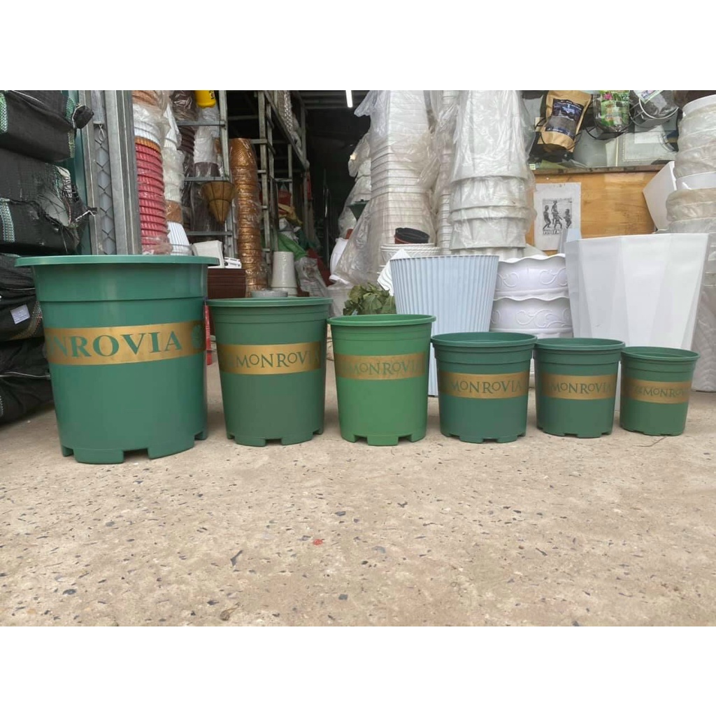 COMBO 5 Chậu Monrovia VIỆT NAM 2GL XANH 23X22CM