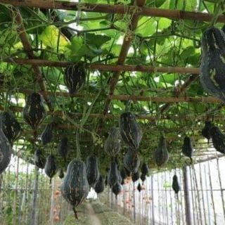 hạt giống bí ngô mật luga