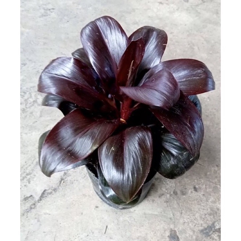 Cây phát tài lá đỏ nâu mini để bàn