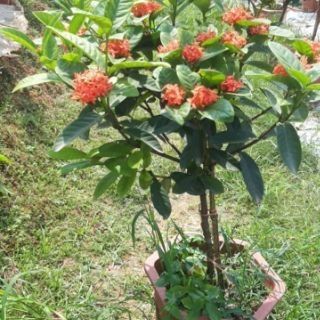 Cây hoa mẫu đơn thoát thân