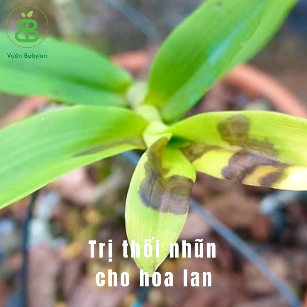 Thuốc Poner - 40TB đặc trị thối nhũn cho hoa lan và cây trồng dạng viên sủi cực hiệu quả