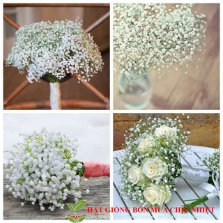 GÓI 50 Hạt Giống Hoa Baby Breath Lâu Năm - Bông Nhỏ ĐẾN MÙA TRỒNG TẾT luckyseed hạt siêu rẻ