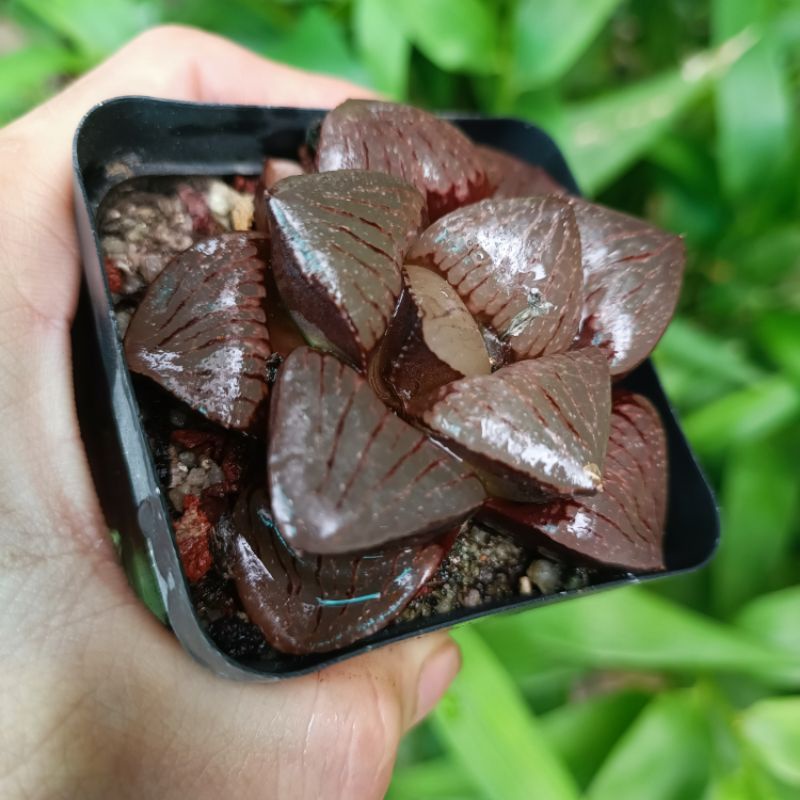 New sale 50%-  Sen Đá Haworthia Sun Moon Lake guốc Vip.
