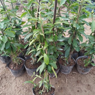 Cây cúc tần ấn độ