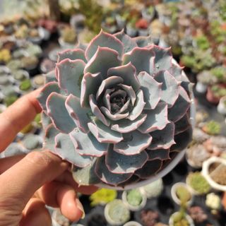 Sen đá hồng phấn sz trung