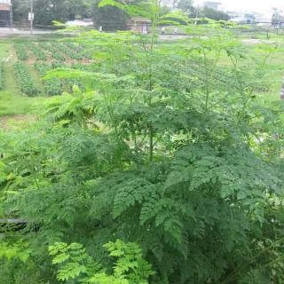 Hạt giống cây CHÙM NGÂY Ăn Lá và Quả nhập Thái Lan