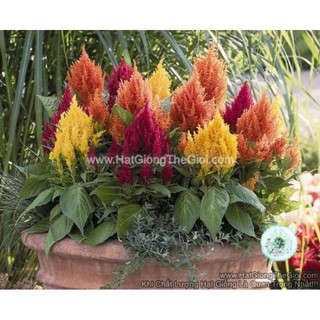 0.2Gr 250.HAT Hạt Giống Hoa Mào Gà Lửa Siêu Lùn 20cm Mix (KD| -KD: B20*V22*M234)