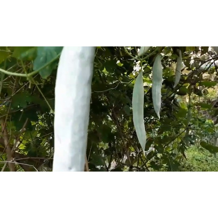 HẠT KHỔ QUA TÂY TRẮNG - GÓI 5 GRAM