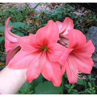 Huệ lai Pink lotus