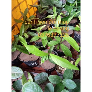 cánh sen đổi màu (cây giống)
