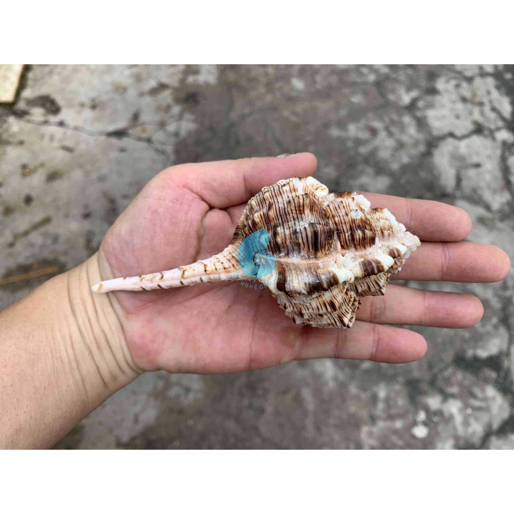 VỎ ỐC ỐNG ĐIẾU/ ỐNG VỐ SIZE TO, trang trí nhà cửa, bàn làm việc, bể cá cảnh, quà lưu niệm